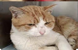 口炎前