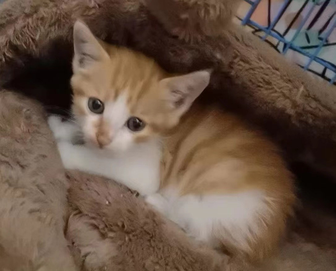 奶猫