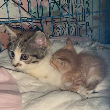 奶猫
