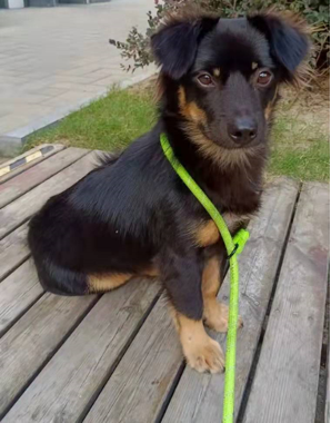 狗1后