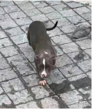 狗2