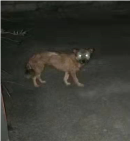 狗3