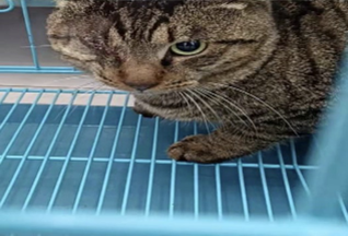 独眼前