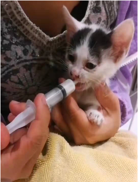 猫1