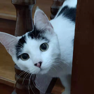 猫1后