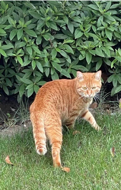 猫2