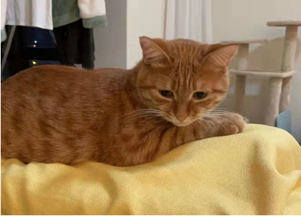 猫2后