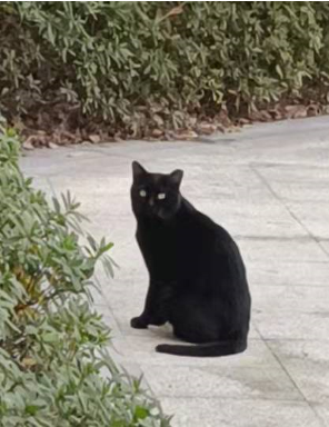 猫3