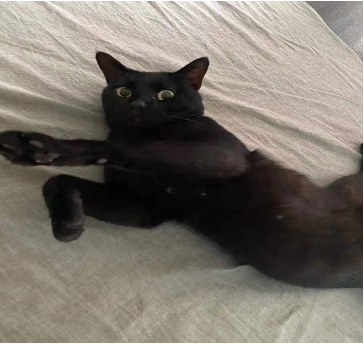 猫3后