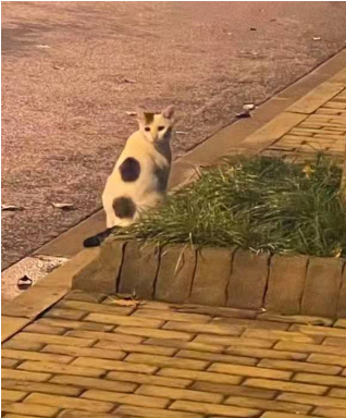 猫4