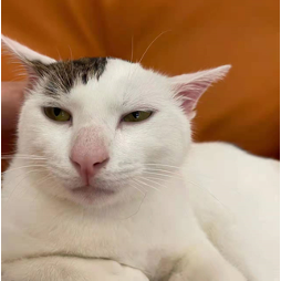 猫4后