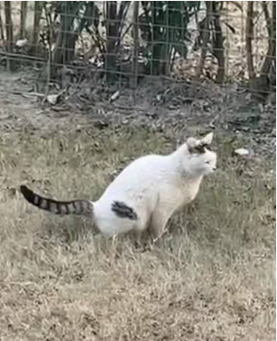 猫5