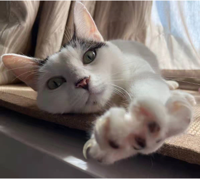 猫5后