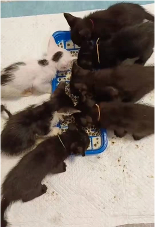猫6