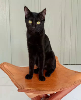 猫61后