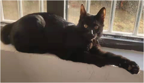 猫62后
