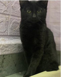 猫63后