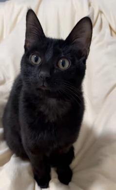 猫64后