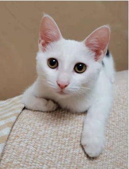 猫65后