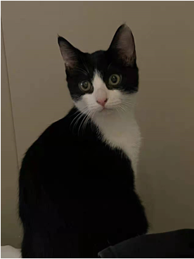 猫66后