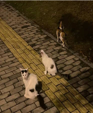 猫7