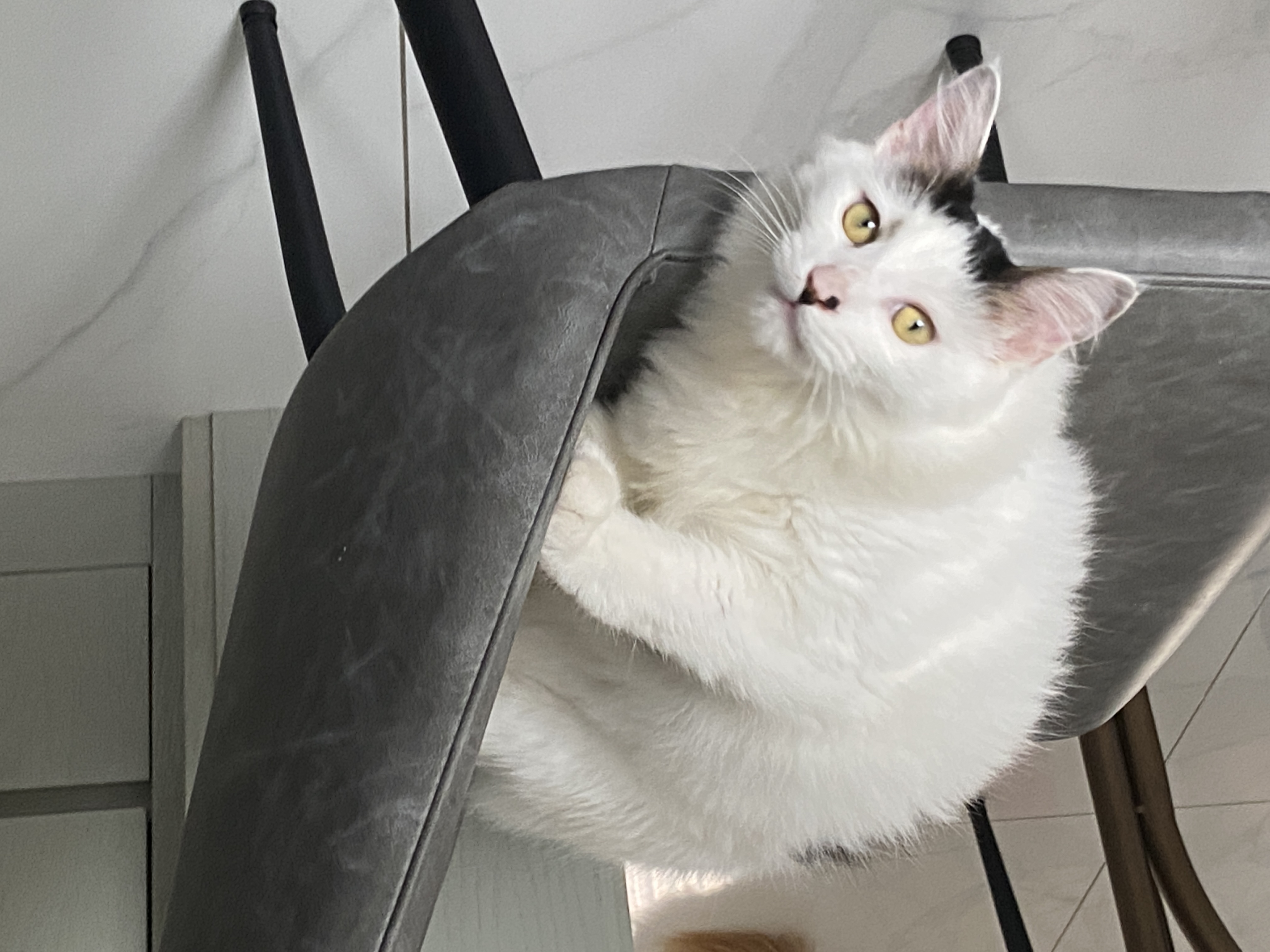 猫7后