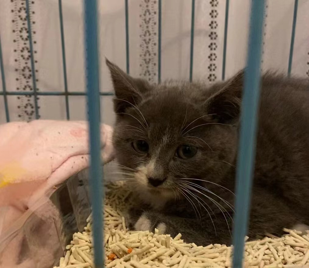 猫8