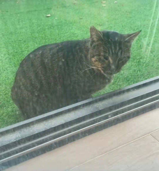 胖猫前