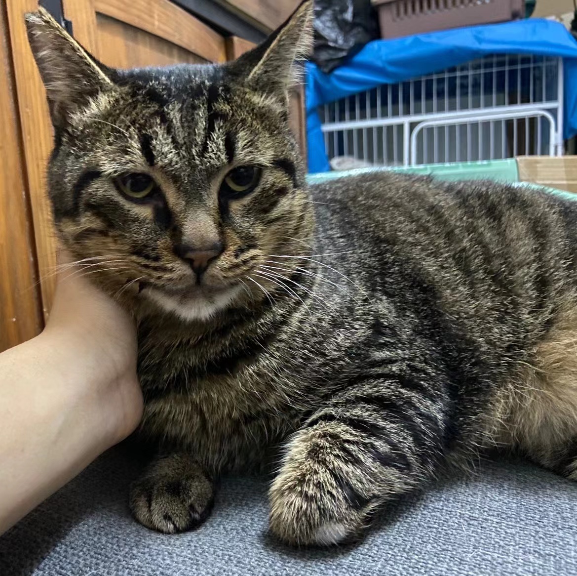 胖猫前