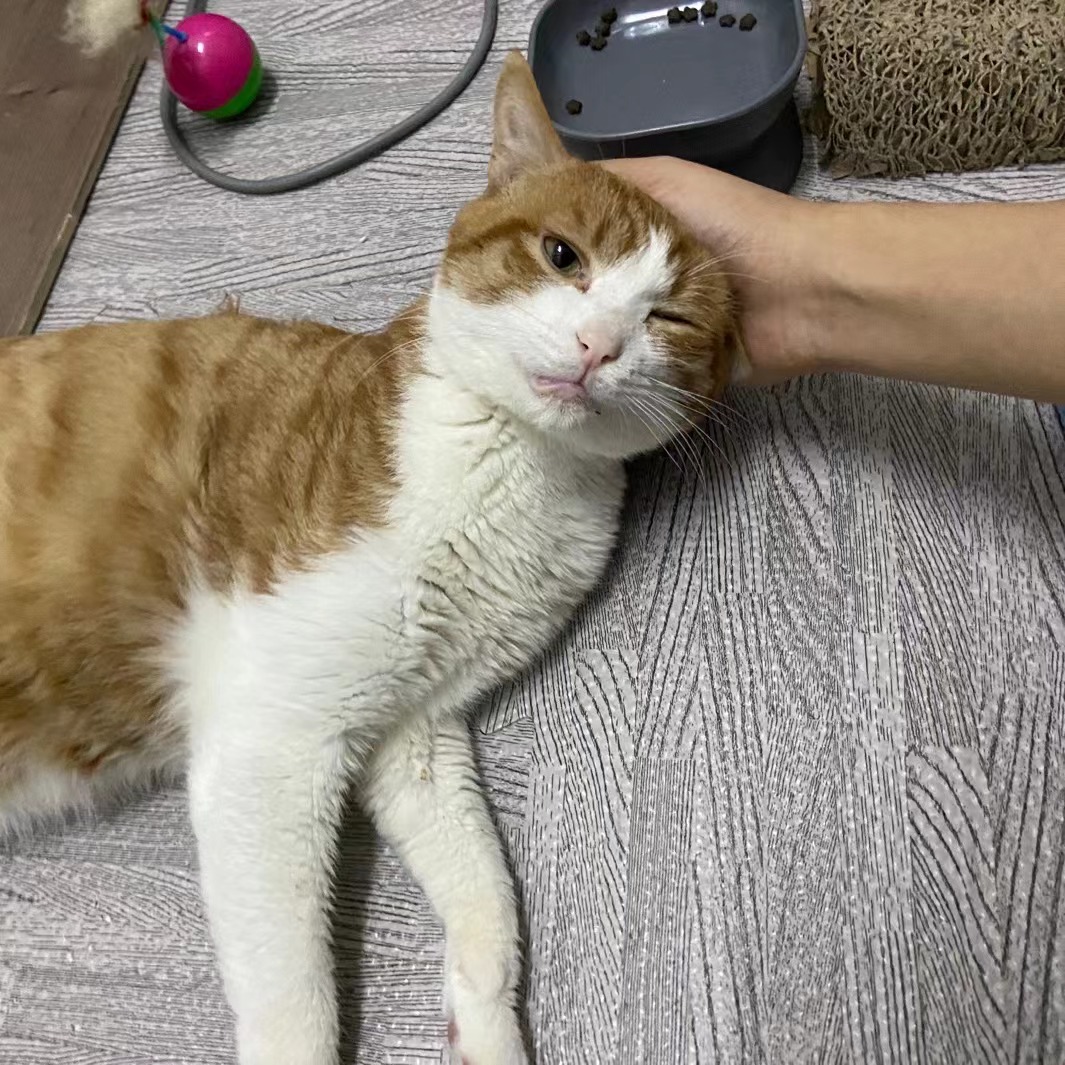 天仙